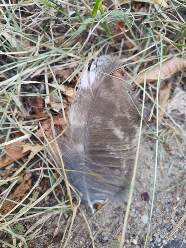View observation of {o.common_name} on iNaturalist