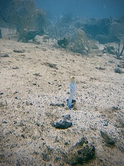 Yellowhead Jawfish
