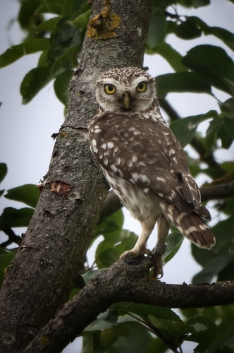 View observation of {o.common_name} on iNaturalist