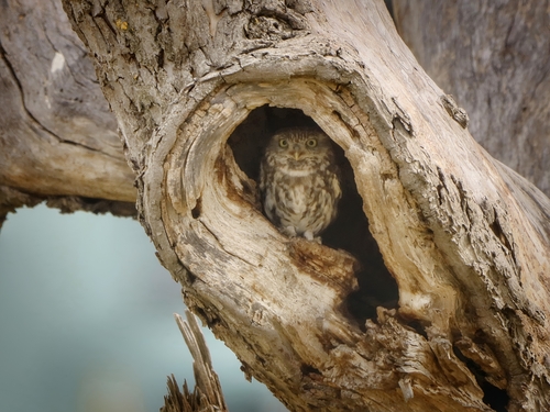 View observation of {o.common_name} on iNaturalist