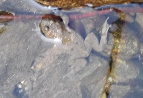 Yellow-bellied Toad