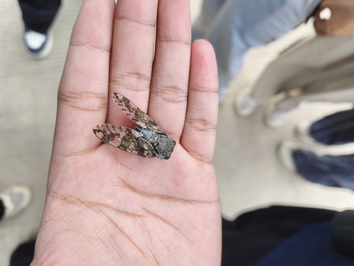 Kaempfer Cicada