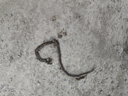 Chinese Kukri Snake