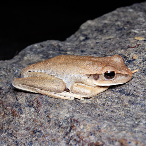 Chaco Tree Frog