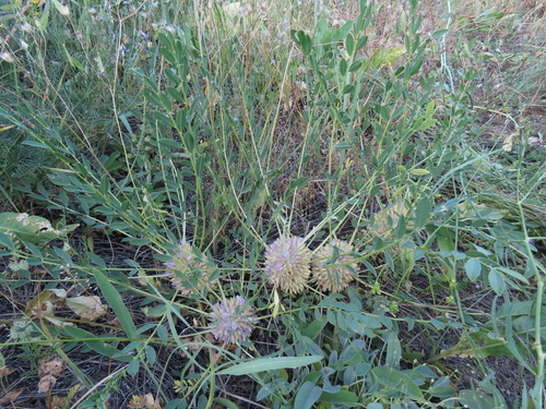 Astragalus longifolius