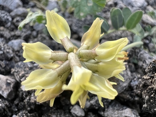 Lesser Milk-vetch