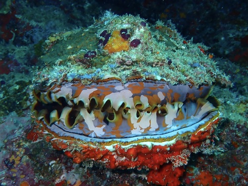 Giant thorny oyster — seen at this dive site
