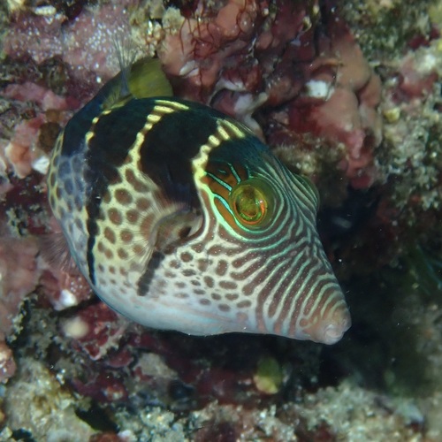 Blacksaddle Toby — seen at this dive site