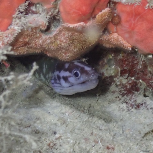 Blotch-necked Moray — seen at this dive site