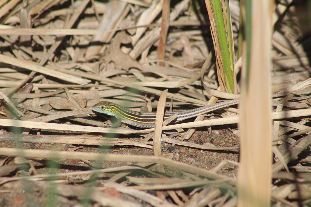 Prairie Racer Runner Lizard Prairie Racerunner in July 2025 by The Wandering Piney · iNaturalist