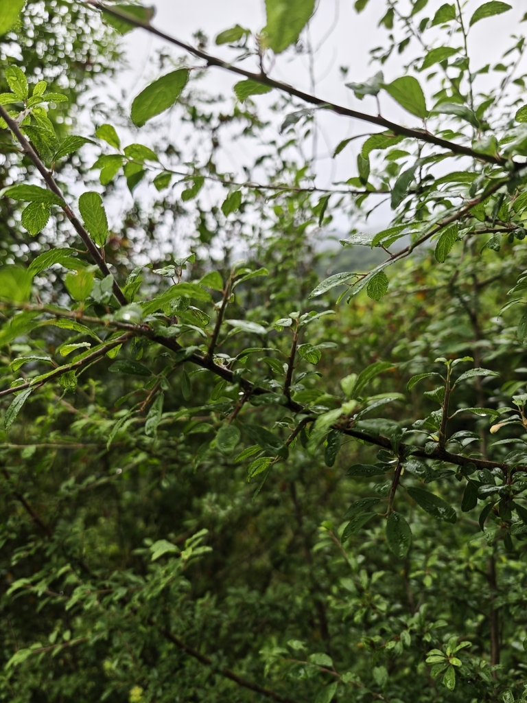 Prunus spinosa