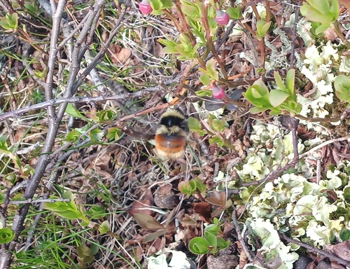 Lapland Bumble Bee