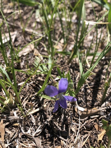 Prairie Violet