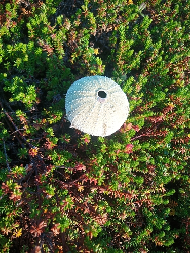 Arctic Green Sea Urchin