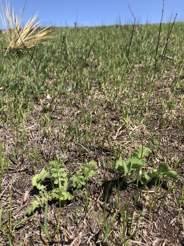 Tall Cinquefoil