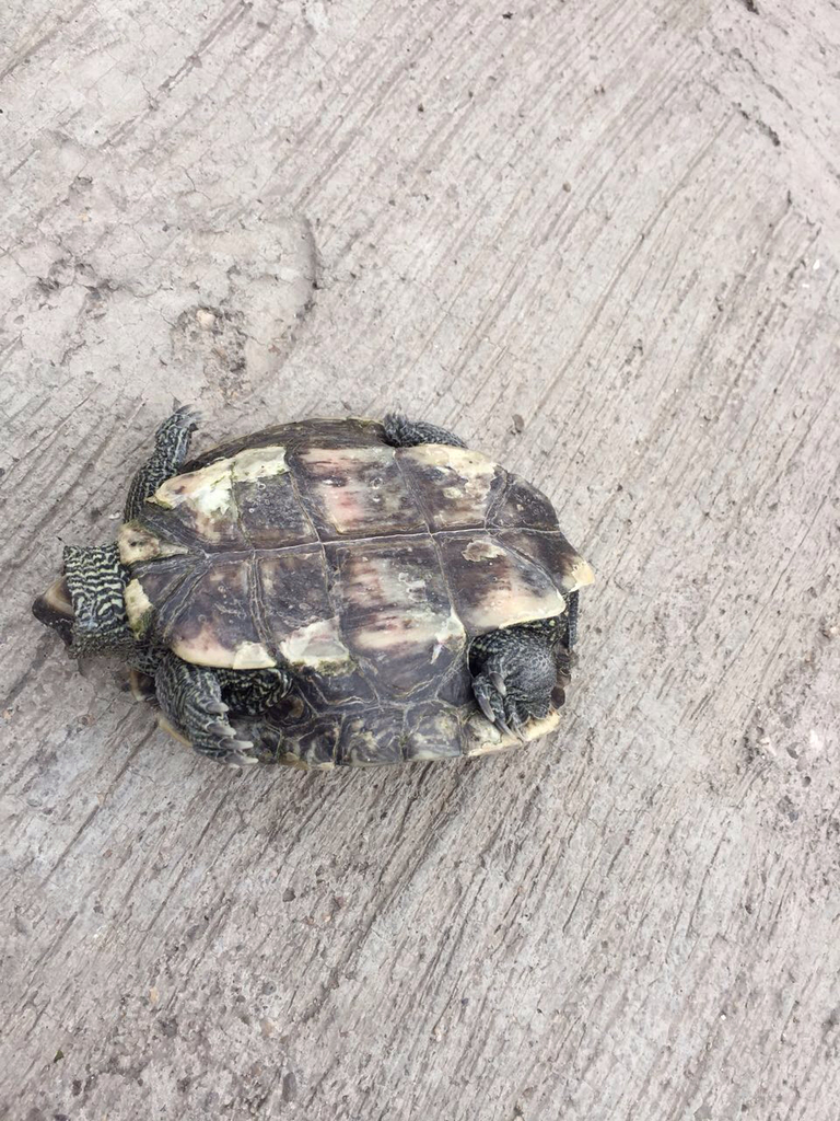 Deirochelyine Turtles from Lagos de Moreno, Lagos de Moreno, JAL, MX on ...