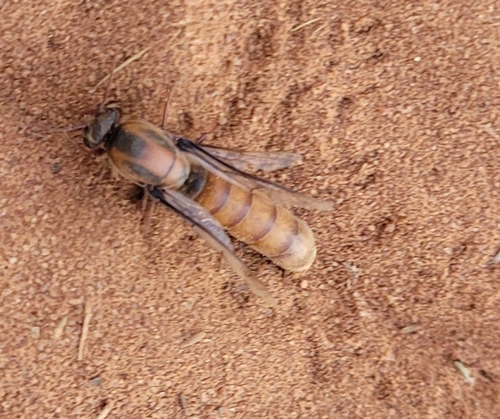 Dorylus brevipennisDorylus brevipennis