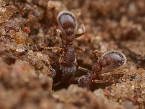 Tetramorium inezulaeTetramorium inezulae