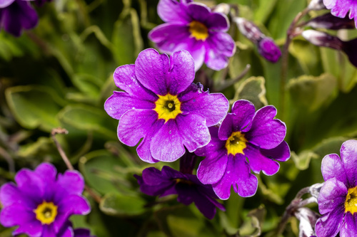 Nevada Primrose