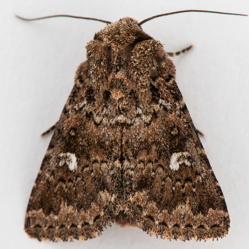 Properigea albimacula Barnes & McDunnough, 1912