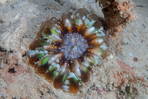 Button Coral