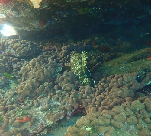 Epinephelus marginatus