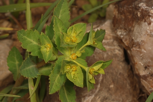 Euphorbia arguta