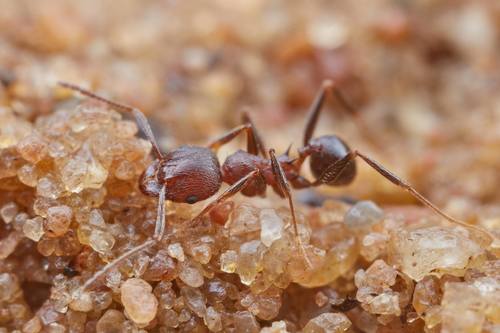 Pheidole sculpturataPheidole sculpturata