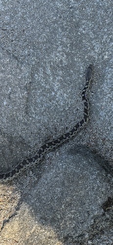 iNaturalist observation photo of Gopher Snake