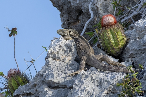 Cuban Iguana