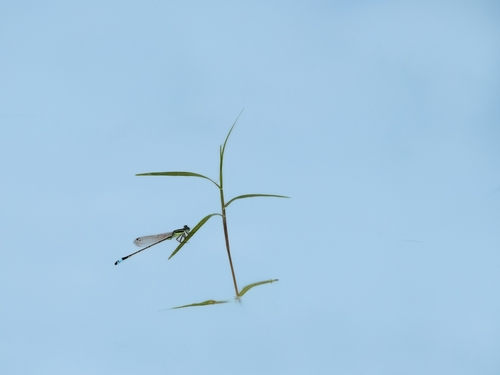 Rambur's Forktail