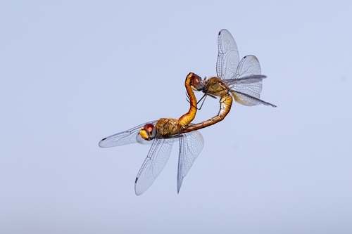 Wandering Glider