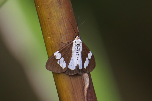 Nyctemera lacticinia
