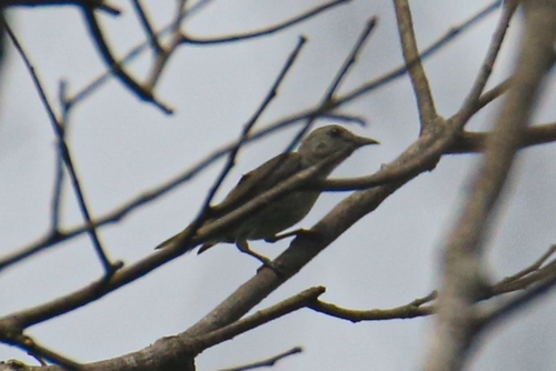 Plain Flowerpecker