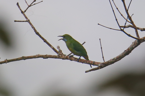Orange-bellied Leafbird