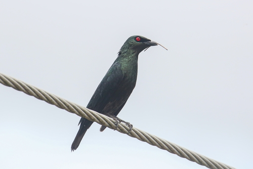 Asian Glossy Starling