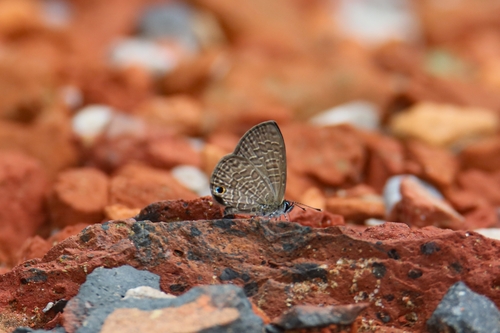 Tailless Lineblue