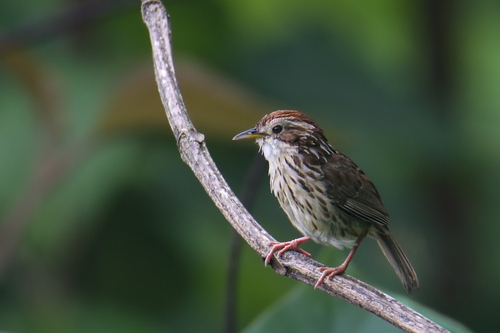 Puff-throated Babbler