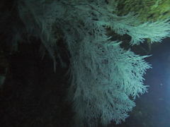 Black Coral