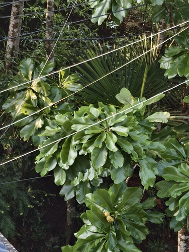Magnolia officinalis biloba