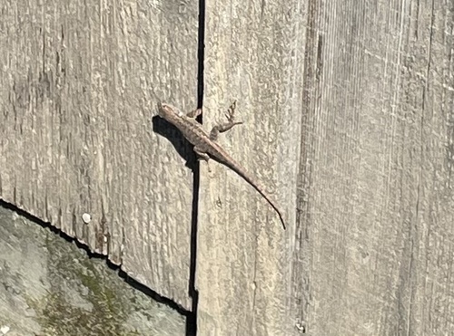 iNaturalist observation photo of Western Fence Lizard