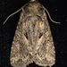 Disparaged Arches Moth - Photo (c) Pete Woods, all rights reserved, uploaded by Pete Woods