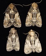 Genus Chytonix · iNaturalist