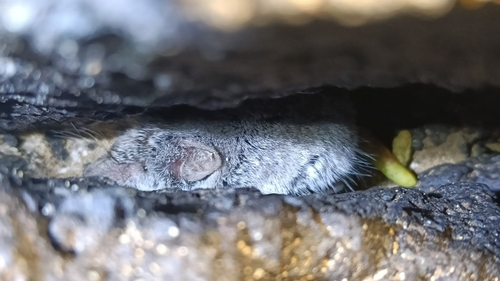 Canarian Shrew (Crocidura canariensis) — Endangered Mammalia