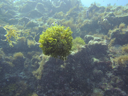 Codium repens