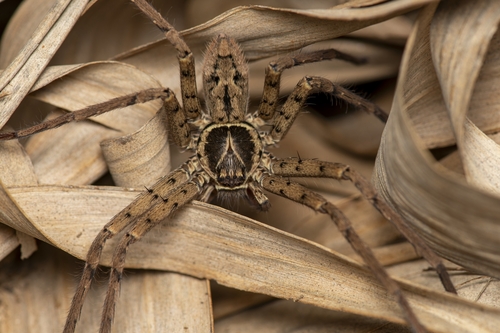 Pantropical Huntsman Spider
