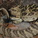 Northern Black-tailed Rattlesnake - Photo (c) Billy Griswold, all rights reserved, uploaded by Billy Griswold
