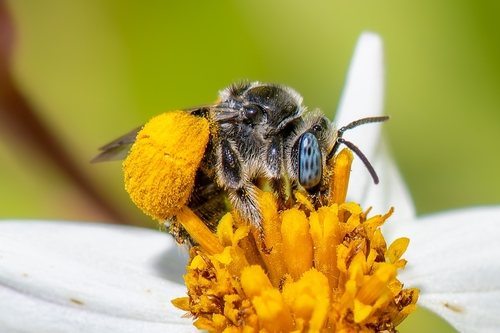 Exomalopsis pulchella