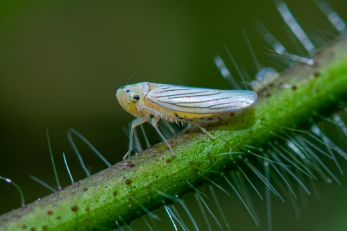 Provancherana tripunctata