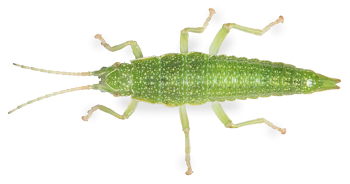 iNaturalist observation photo of California Timema